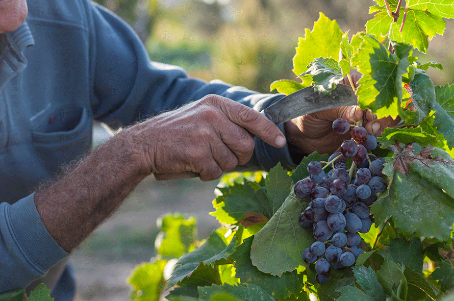 La cultura de la vendimia en España. - Mejor Con Vino